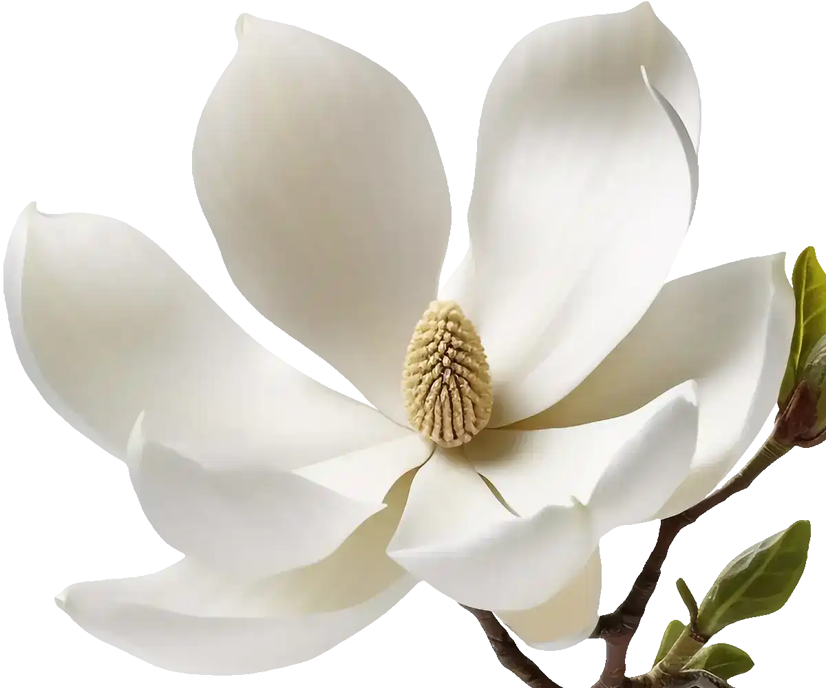 Frontend and Web Development